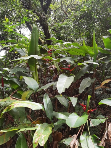 Image of Heliconia tortuosa by (c) Eduardo Chacón Madrigal, some rights reserved (CC BY)