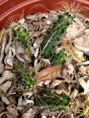 Echinocereus berlandieri