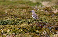 Charadrius modestus