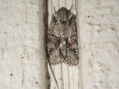 Lacinipolia quadrilineata
