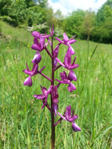 Orchide acquatica