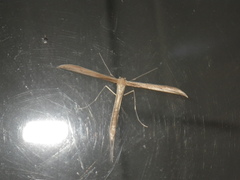 Oidaematophorini