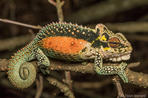 Midlands Dwarf Chameleon, Bradypodion thamnobates