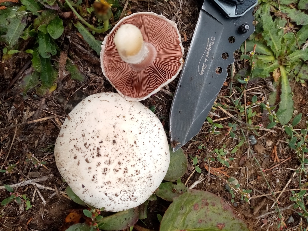 Agaricus campestris · April 2021 · photo: © victorvecheverria (iNaturalist, cc-by)