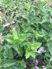 Stachys thunbergii