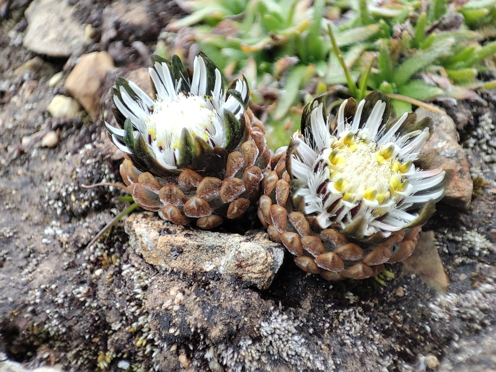 Chaetanthera cochlearifolia