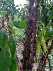 Pereskia