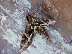 Eumorpha anchemolus