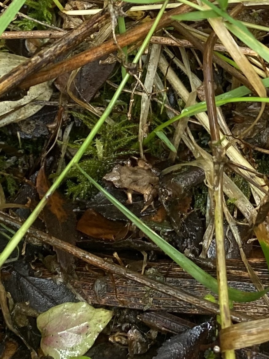 Eupsophus calcaratus (Günther, 1881)