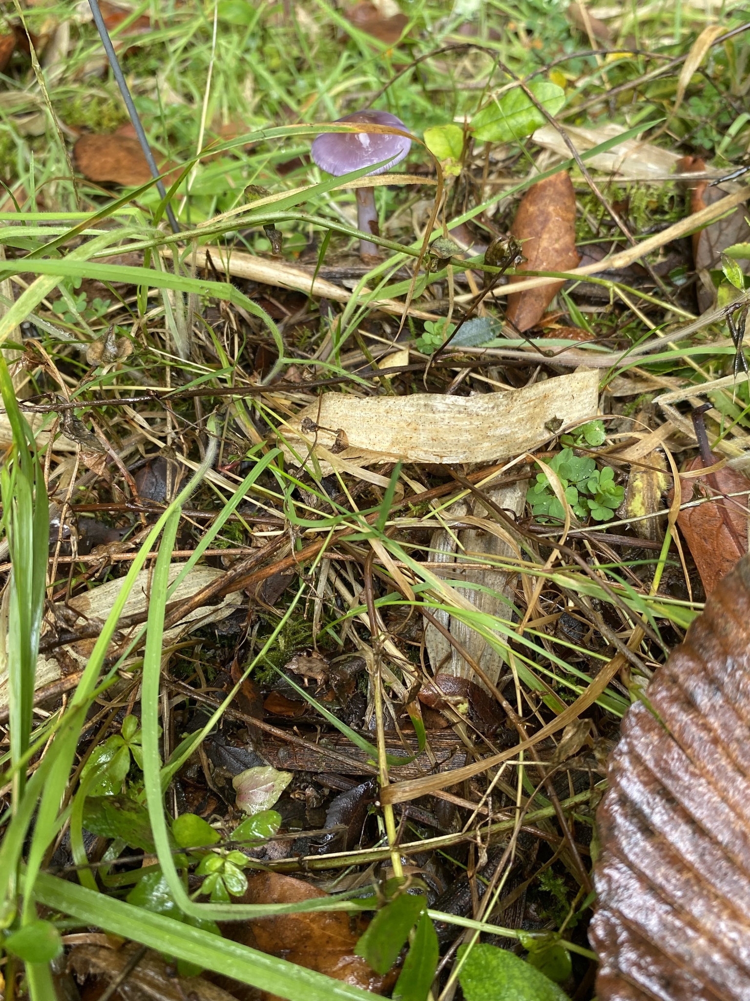 Eupsophus calcaratus (Günther, 1881)