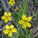 Daisy-leaved Goodenia - Photo (c) Ian Sutton, some rights reserved (CC BY-NC-SA)