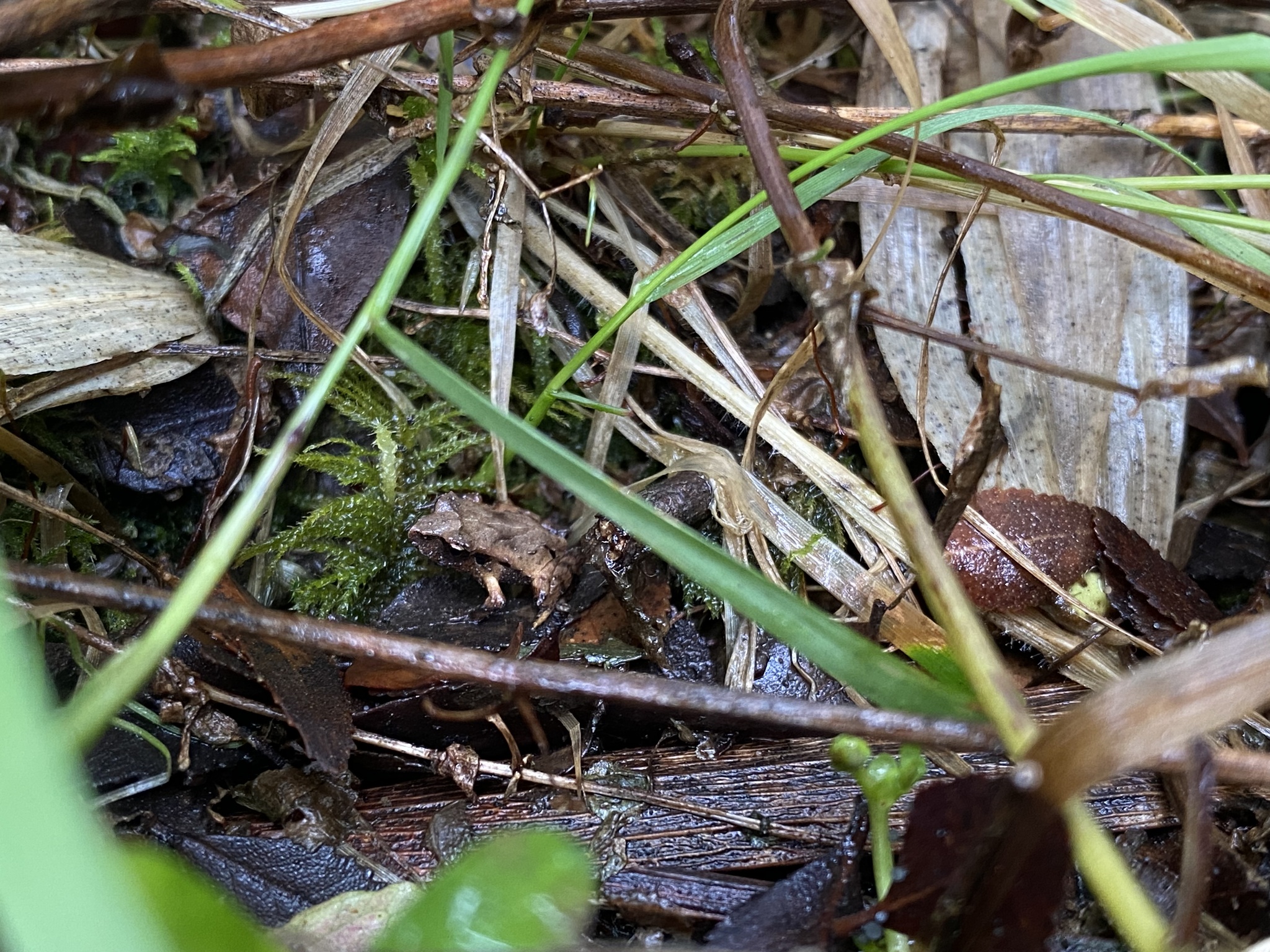 Eupsophus calcaratus (Günther, 1881)