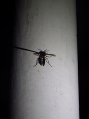 Apoica