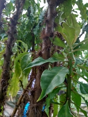 Pereskia