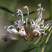 White Spider Flower - Photo (c) Neil Saunders, some rights reserved (CC BY-ND)