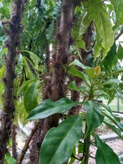 Pereskia