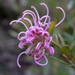 Pink Spider Flower - Photo (c) David Midgley, some rights reserved (CC BY-NC-ND)