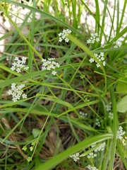 Limnosciadium pumilum