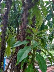 Pereskia