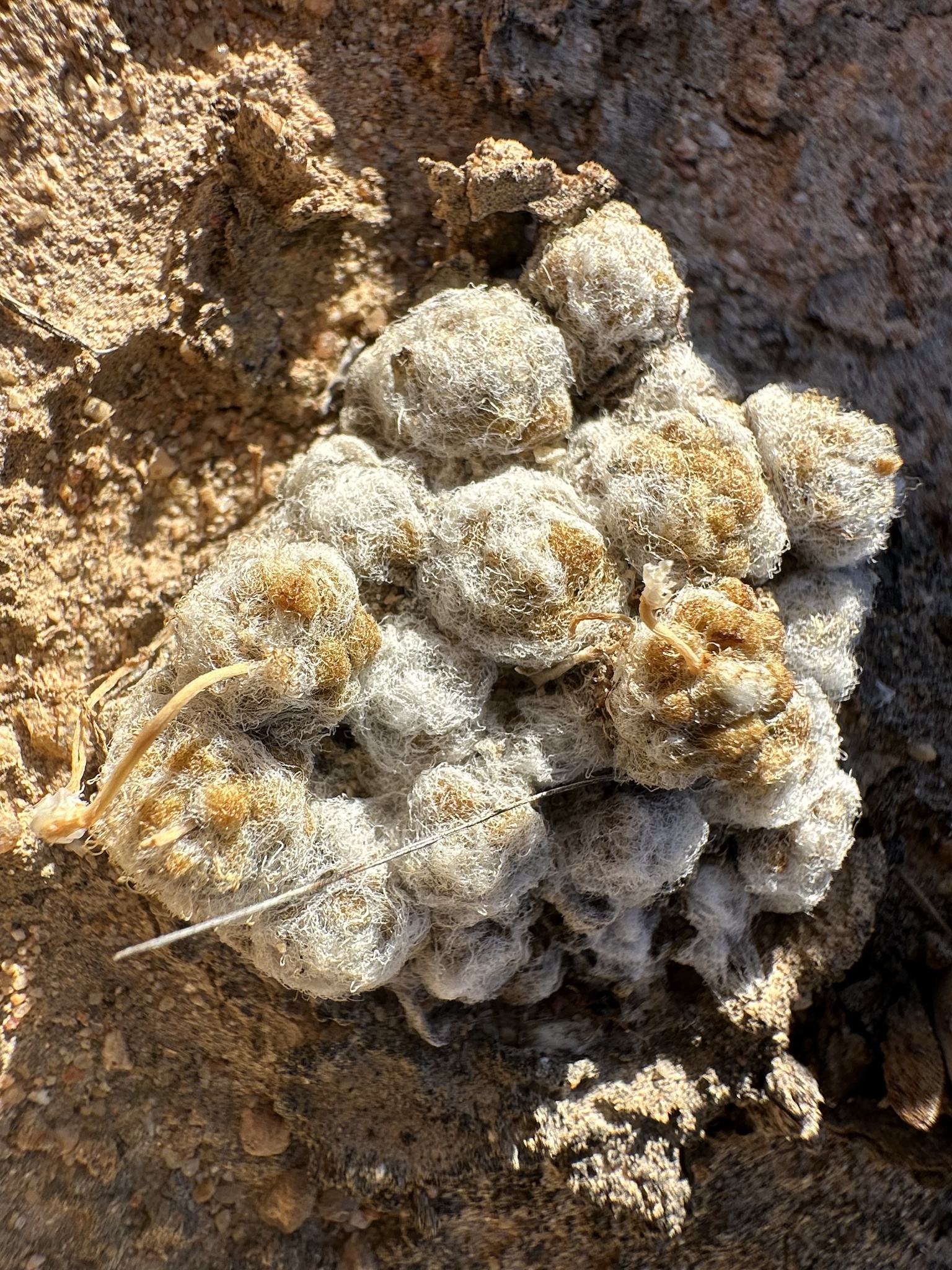 Imagem de Rosa-do-deserto