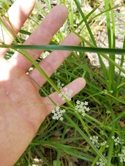 Limnosciadium pumilum