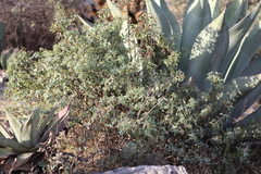 Berberis trifoliolata