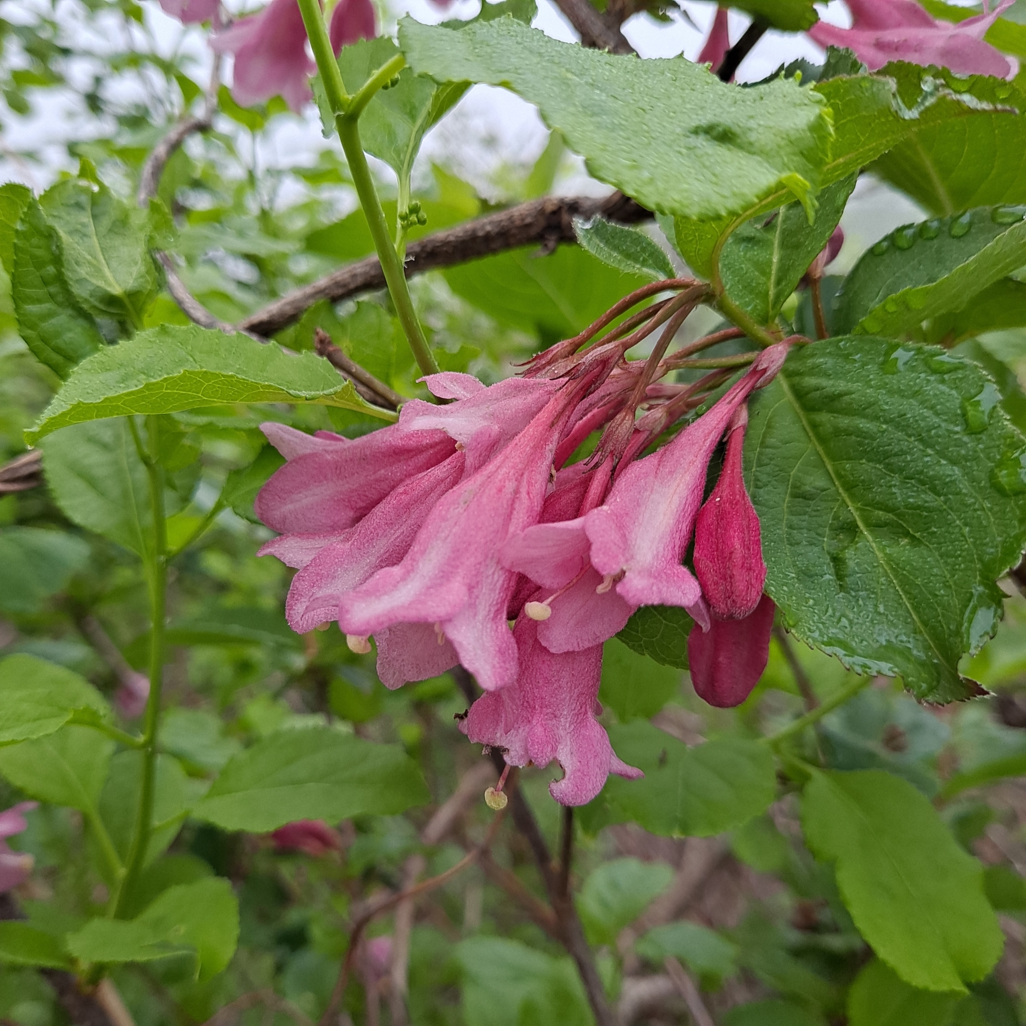 Imagem de Weigela florida