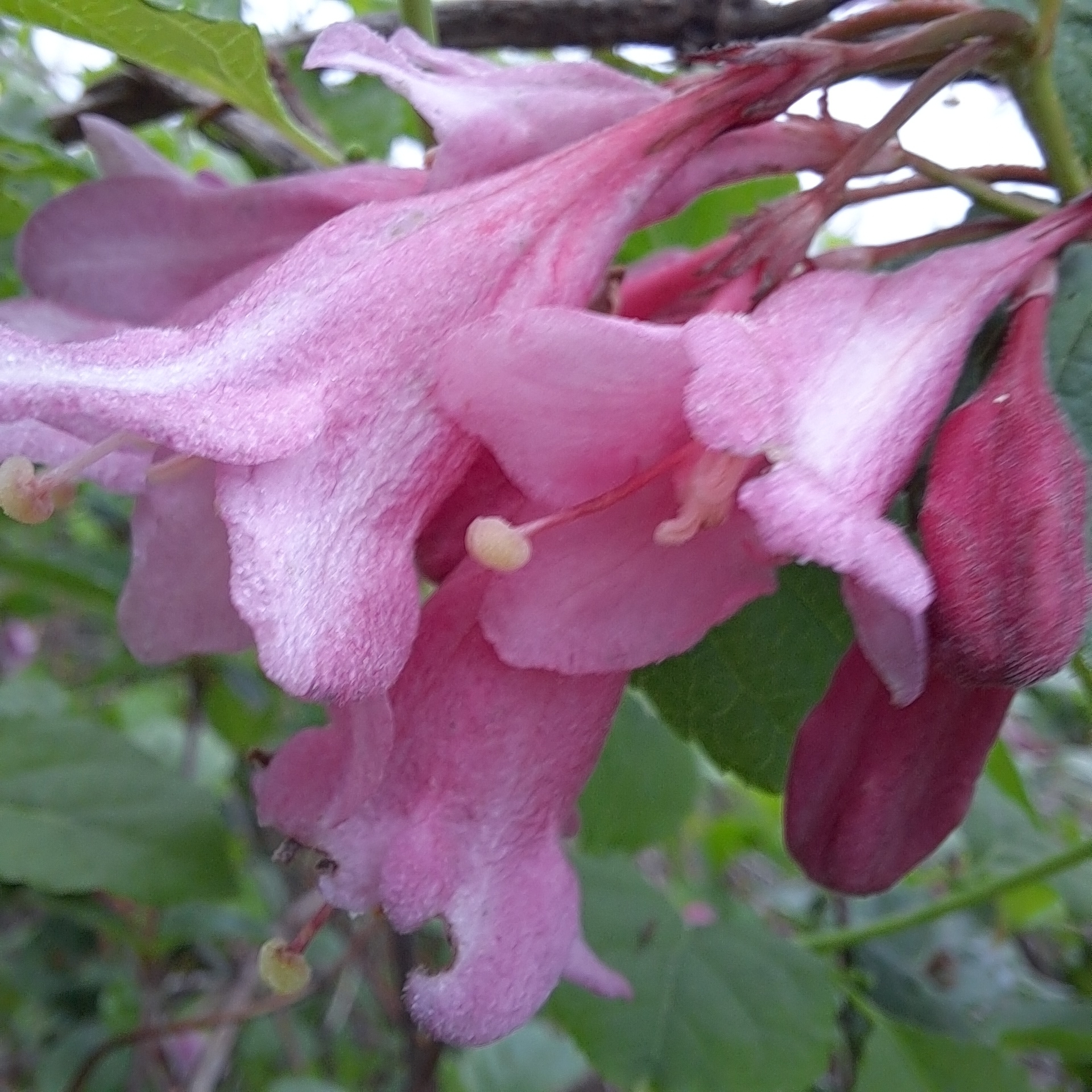 Imagem de Weigela florida
