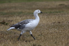 Upland Goose photo 5