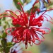 Red Spider Flower - Photo (c) Matthew Stevens, some rights reserved (CC BY-NC-ND)