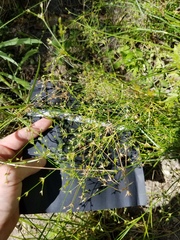 Juncus diffusissimus