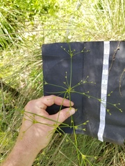 Juncus diffusissimus