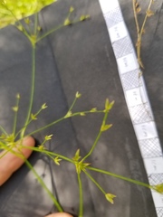 Juncus diffusissimus