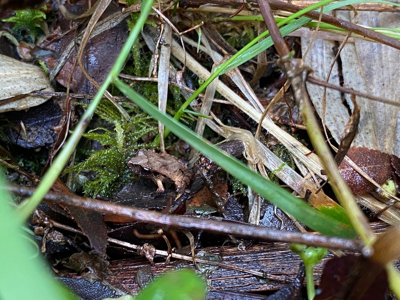 Eupsophus calcaratus (Günther, 1881)