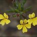 Goodenia heterophylla - Photo (c) David Midgley, algunos derechos reservados (CC BY-NC-ND)