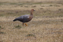 Chloephaga rubidiceps