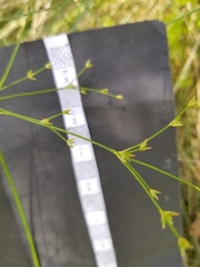 Juncus diffusissimus