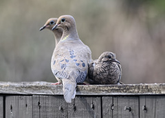 Mourning Dove photo 6