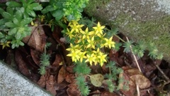 Sedum × luteoviride