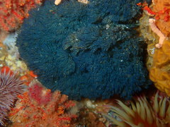 Virididentula dentata
