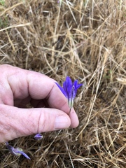 Brodiaea terrestris kernensis