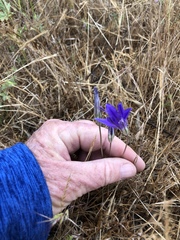 Brodiaea terrestris kernensis
