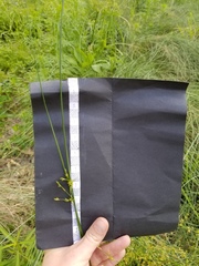 Juncus coriaceus