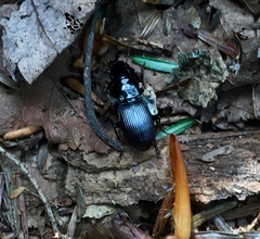 Pterostichus rostratus