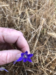 Brodiaea terrestris kernensis