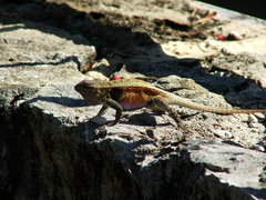 Sceloporus teapensis
