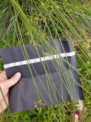 Juncus coriaceus