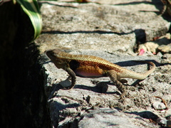 Sceloporus teapensis