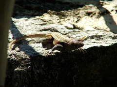 Sceloporus teapensis