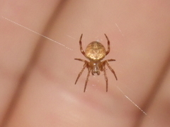 Araneidae